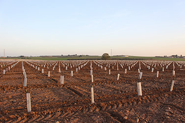 Plantaciones agrícolas