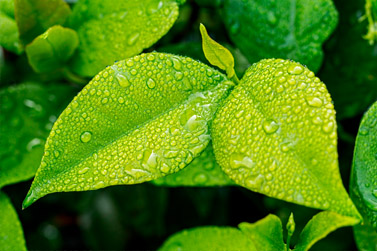 Nutrición foliar