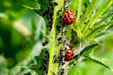 Biocontrol de plagas